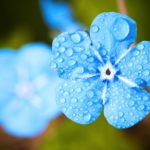 blue-flower