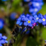 dont-forget-me